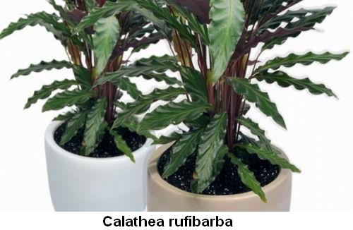 Calathea rufibarba.jpg